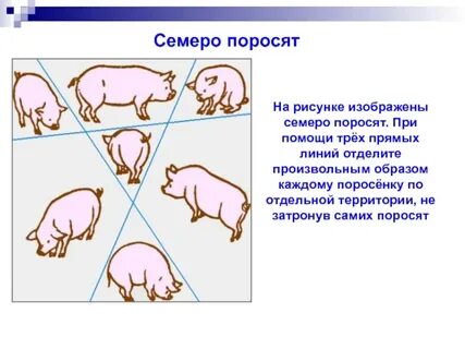 Развитие свиньи