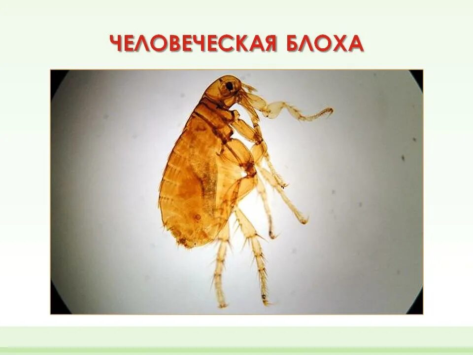 Блоха задание егэ. Блоха. строение блохи.