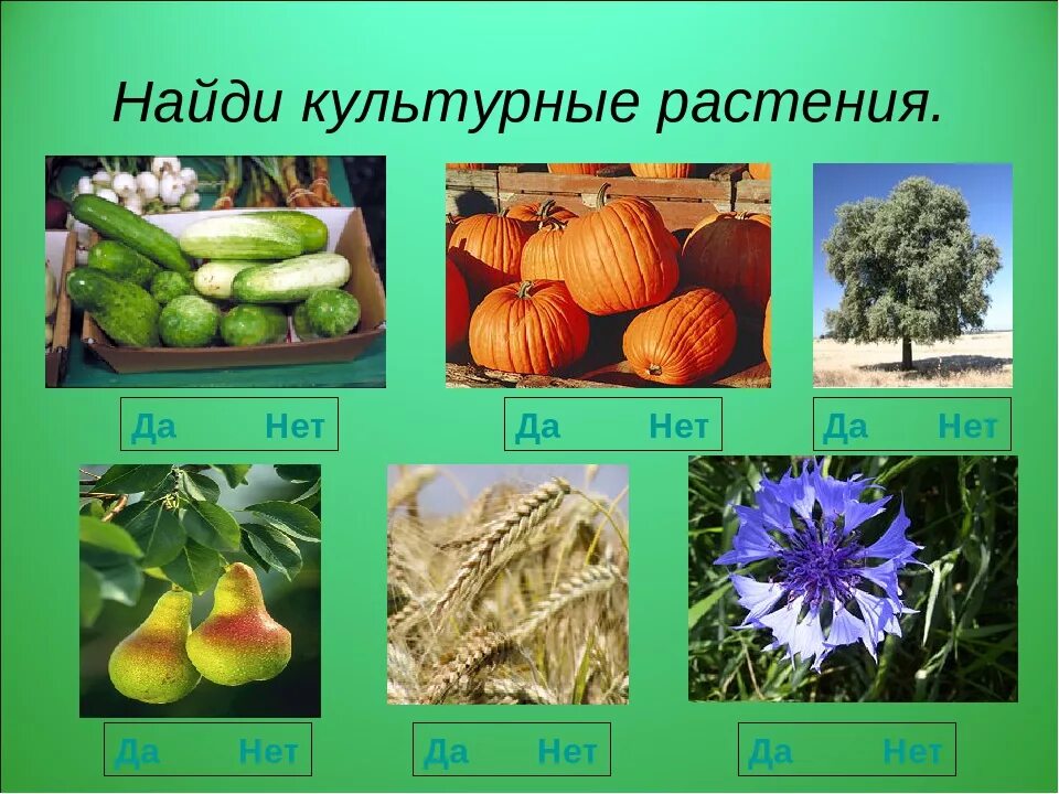 Запиши названия культурных растений. Культурные растения. Культурные растения названия. Сорта культурных растений. Разнообразные культурных растений.