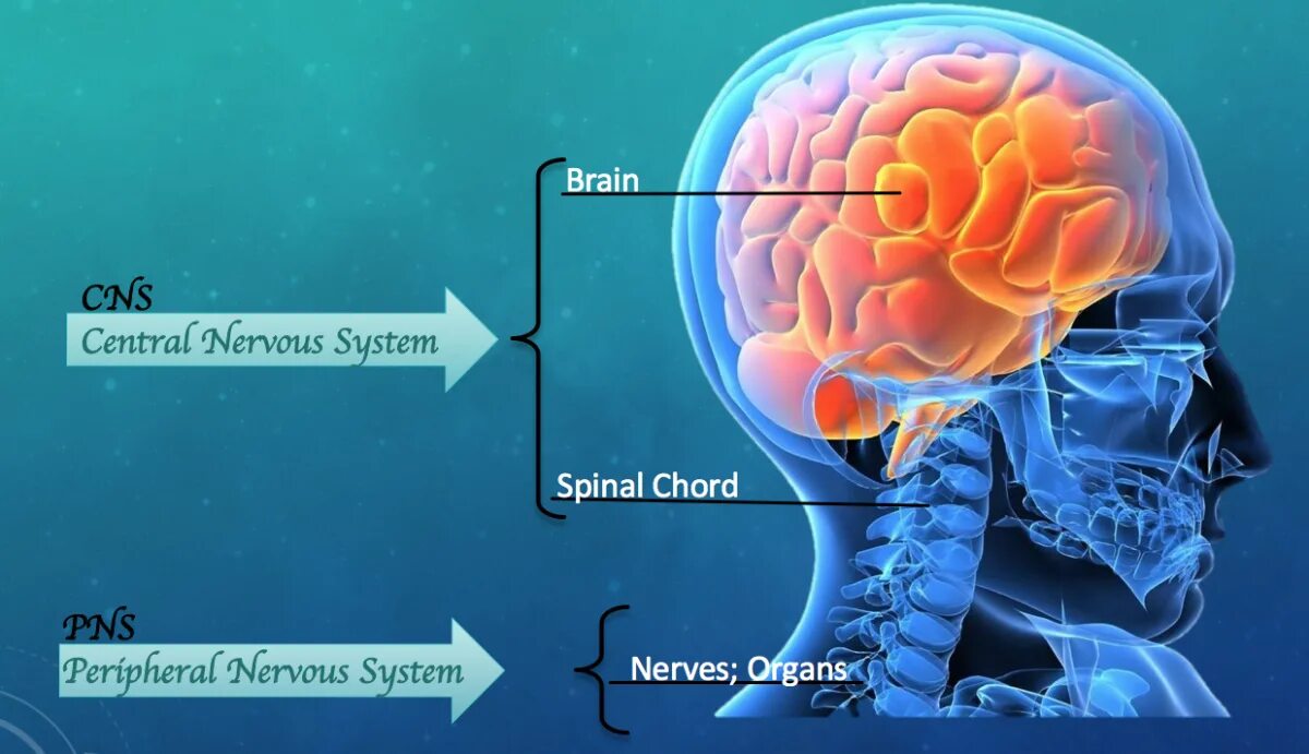 Нервная система человека память. Нервная система. Центральная нервная система. Nervous System. Central nervous System.