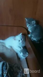 Отдам котенка в добрые в москве