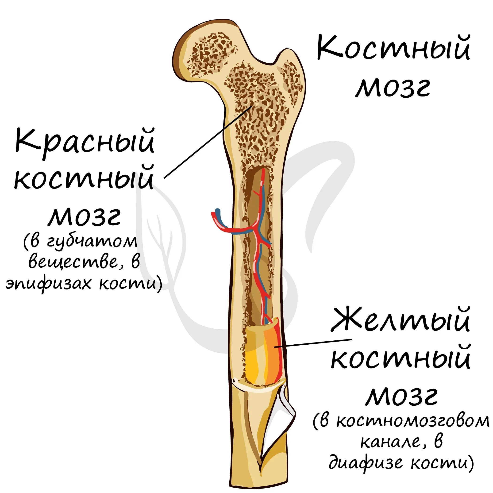 Трубчатые кости функции. Строение костей желтый костный мозг. Желтый костный мозг трубчатой кости. Красный костный мозг и желтый костный. Функции красного и желтого костного мозга.