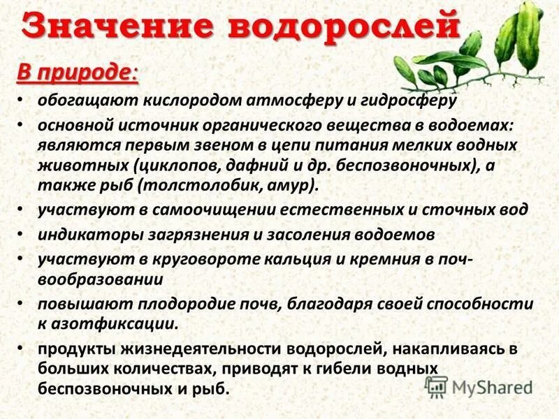 Значение водорослей. Выберите значение водорослей. Экологическая роль водорослей. Роль водорослей. Выберите значение водорослей.