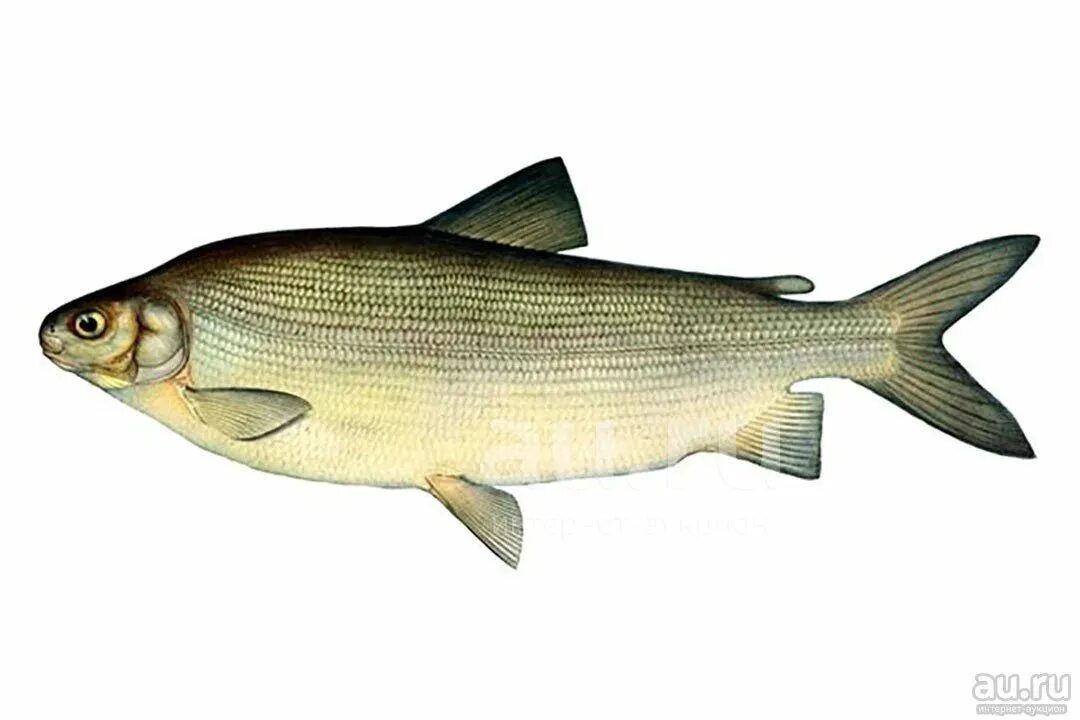 Сиг пыжьян. Чир щокур. Омуль сиг муксун. Омуль белорыбица. Сиг муксун.