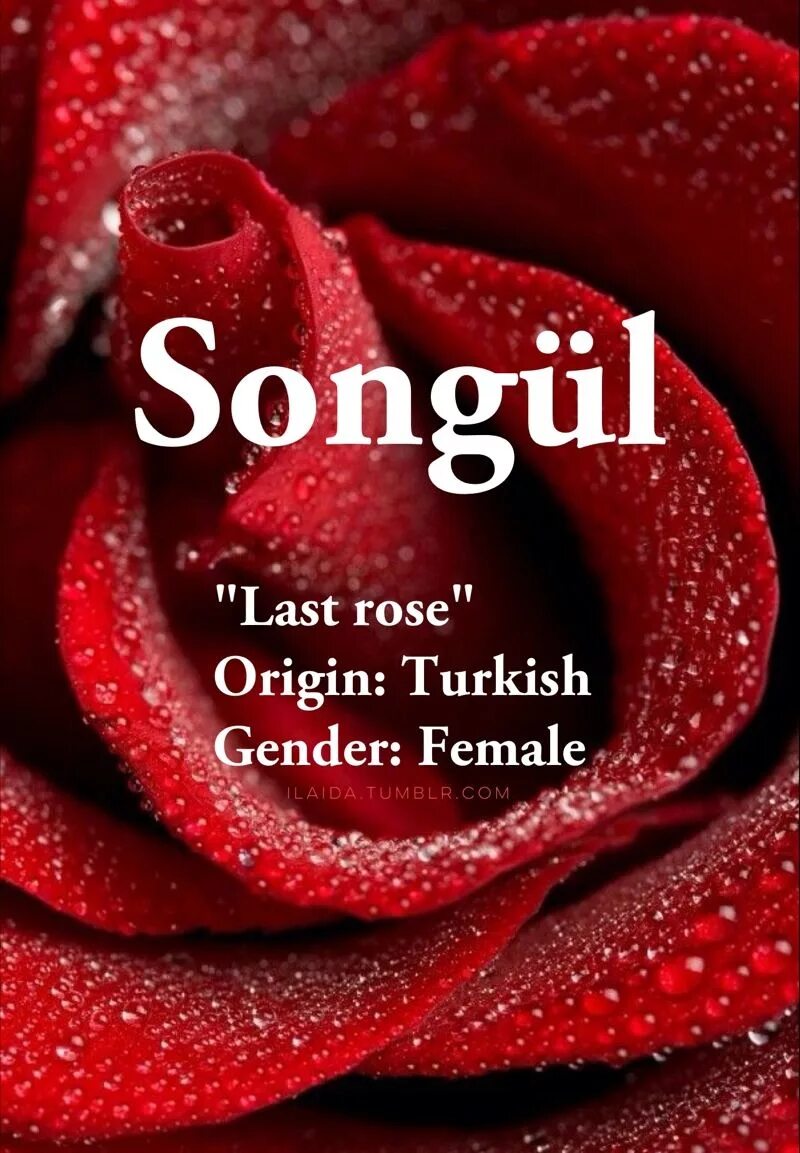 Барнали багчи. Last rose. Роза последний свет. Барнали багчи новая коллекция ииииииииииииииии. Ирландская роза.