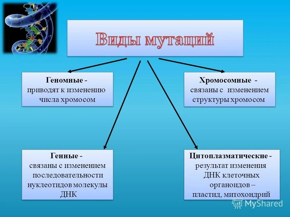 Мутации связанные с изменением днк. Формы геномных мутаций. мутации приводящие к изменению число. изменчивость связанная с изменением числа хромосом. геномные мутации изменение числа хромосом.