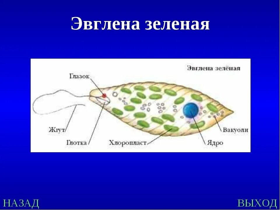 Тип передвижения эвглены. Органеллы эвглены. строение эвглены зеленой микроскоп. 1) эвглена. простейшие эвглена зелёная строение.