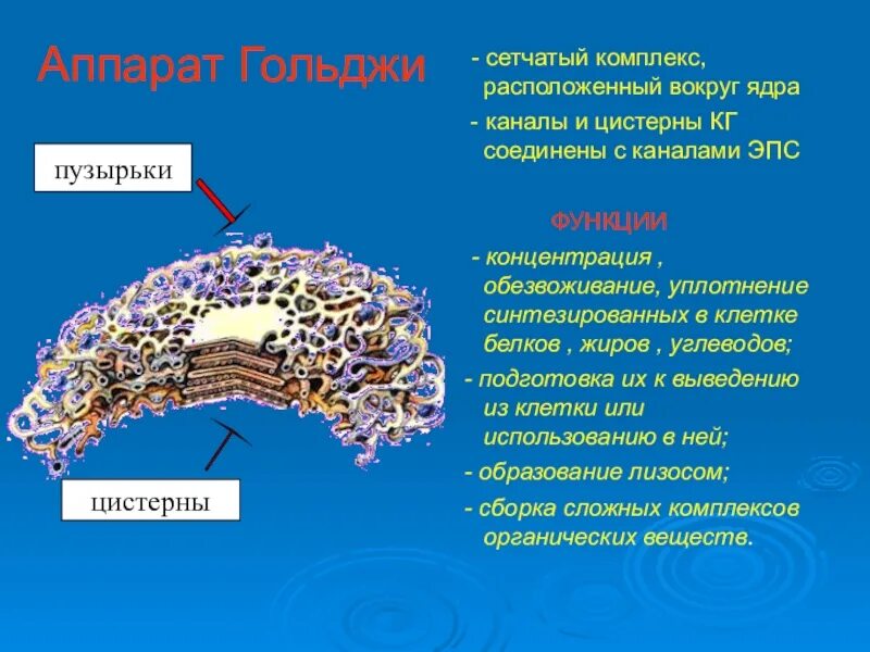 Функции аппарата Гольджи и эндоплазматической сети. Функции ЭПС И аппарата Гольджи. Строение и функции эндоплазматической сети и аппарата Гольджи. Строение ЭПС И комплекса Гольджи.