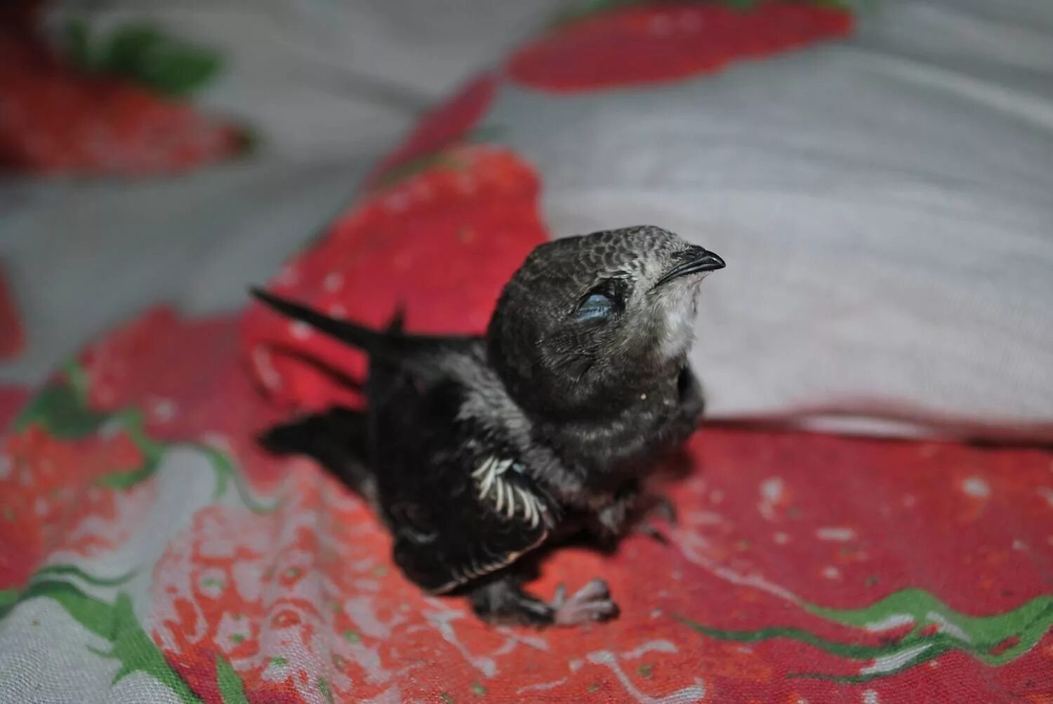 птенец черного стрижа. птенец белобрюхого стрижа. птенец белобрюхого стрижа. стриж и стрижата. птенец стрижа.