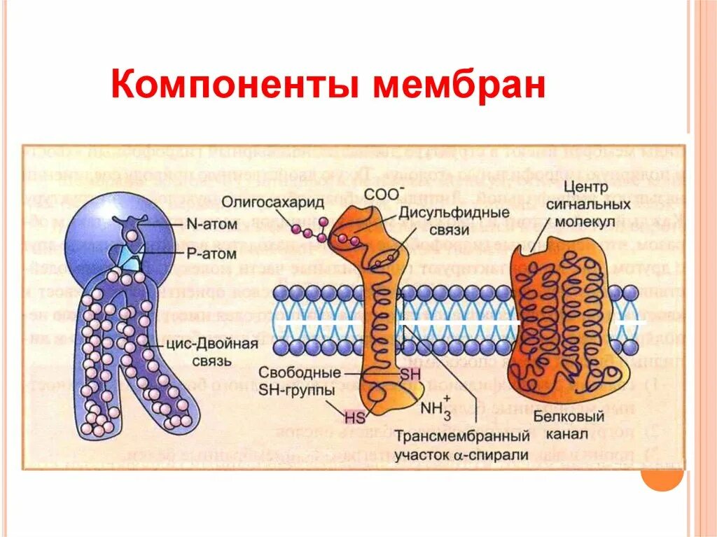 physiology summary Britannica
