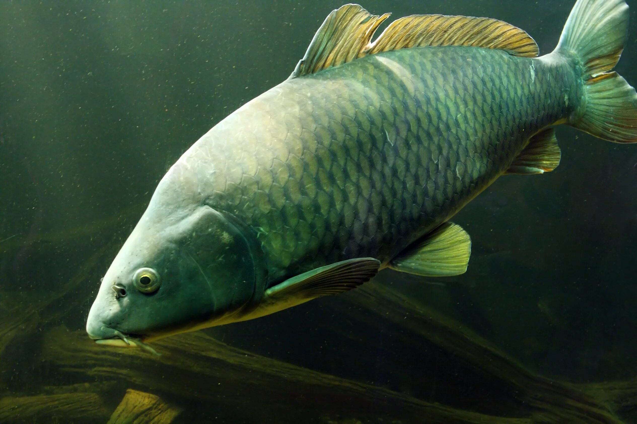 Сазан (Cyprinus Carpio). Карп (Cyprinus Carpio). Сазан (= Карп обыкновенный) – Cyprinus Carpio. Карп обыкновенный – Cyprinus Carpio. Сазан виды рыбы