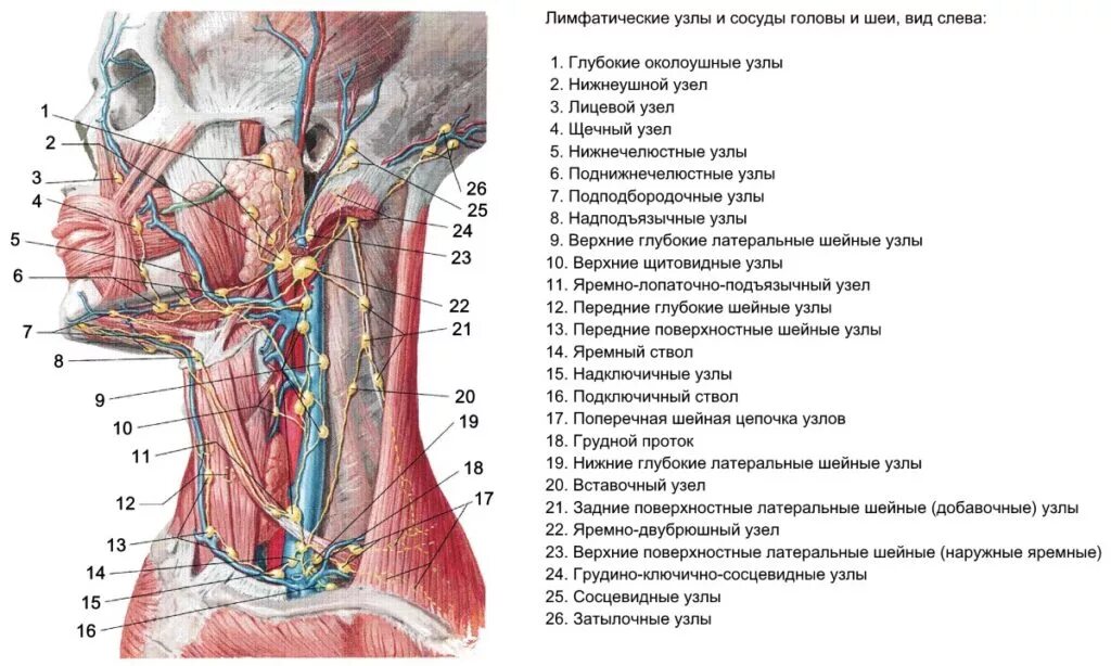 Лимфоузел верхней челюсти