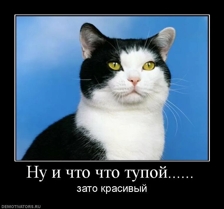 Ну зато я очень красивый. Зато я очень красивый. Ленивец сид. Анекдот,, ты дура, зато красивая. Человек с капельницей рисунок.