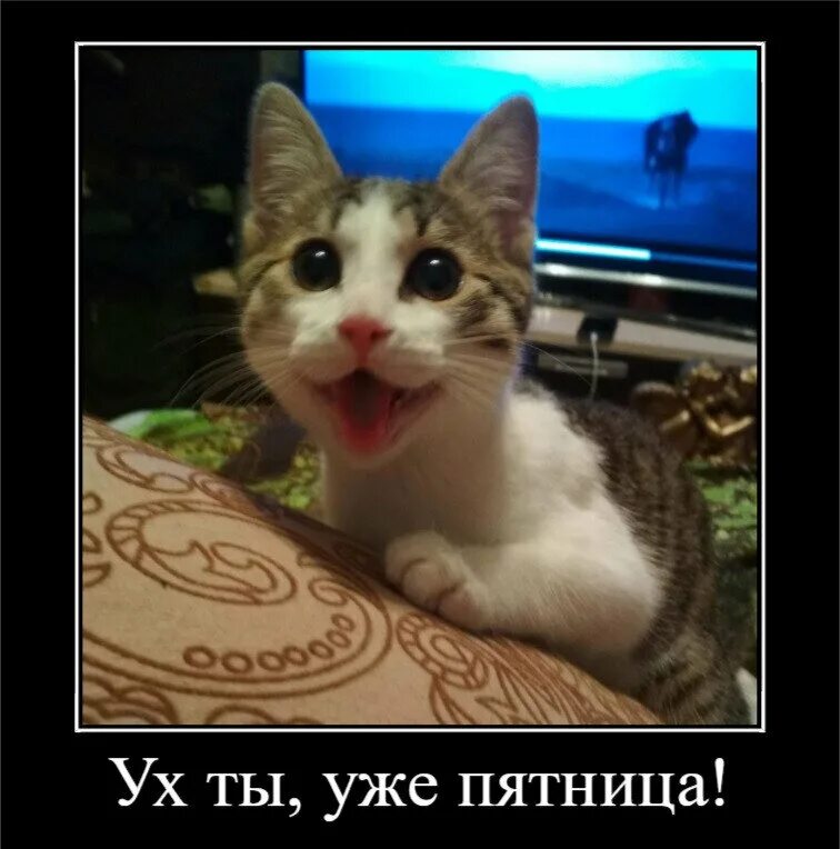 Радуется пятнице