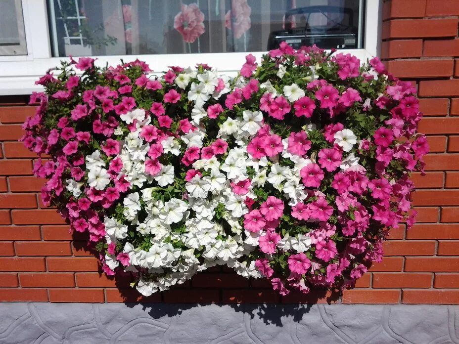 Петуния ампельная опера лилак айс. Петунии ампельные каскадные фото. Лобелия петуния сурфиния. Петуния шок вейв пинк вейн. Петуния ампельная и каскадная.