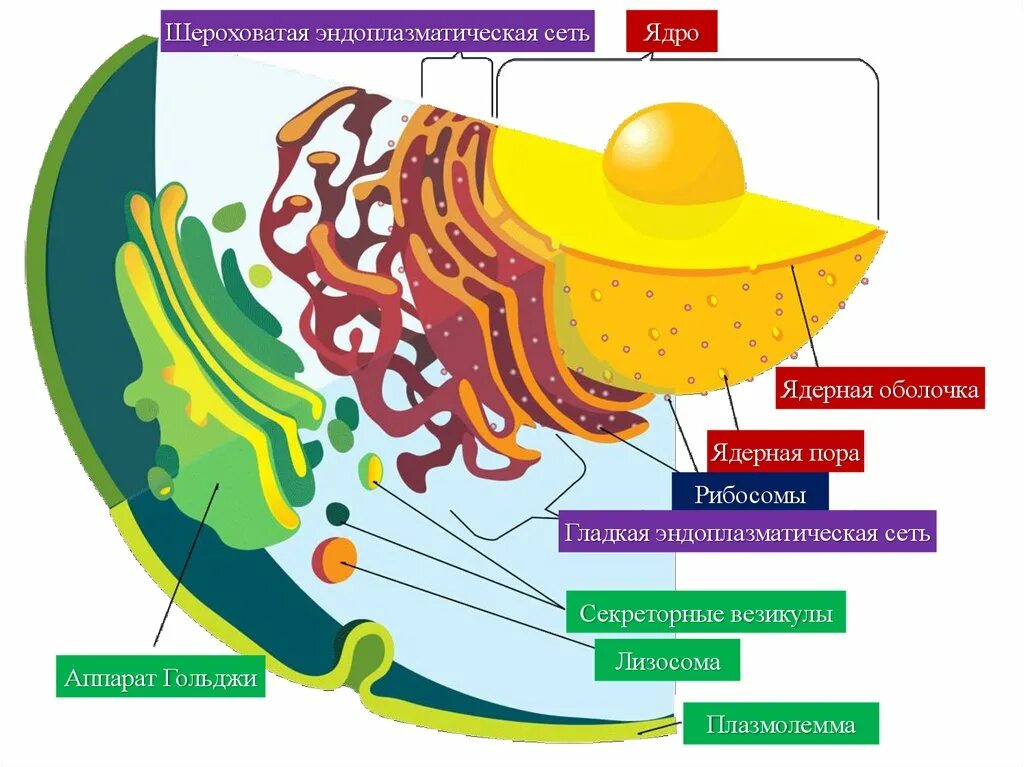Гладкая эндоплазматическая сеть оболочка ядра. Аппарат Гольджи строение. Строение ЭПС эукариотической клетки. Строение мембраны ЭПС.
