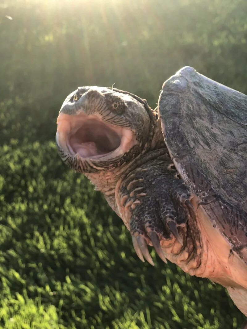 Crazy turtle