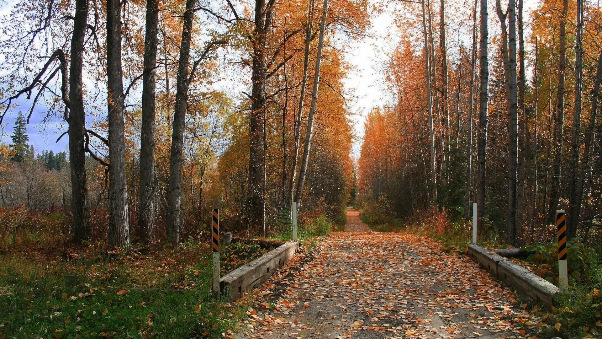 Дуб патриарх беловежская пуща. Кратово лес осень. Стихотворение осень в лесу. Балонский в лесу. Лесной белый гриб.