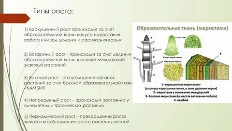 Рост клетки какая ткань