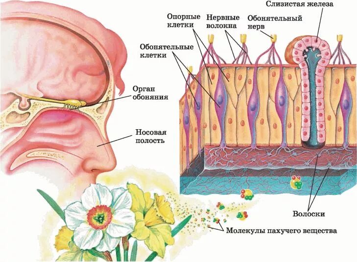 Строение рецепторов обонятельного анализатора. Обонятельный анализатор строение. Схема строения анализатора органа обоняния. Строение обонятельного рецептора. Запах железа носу железы