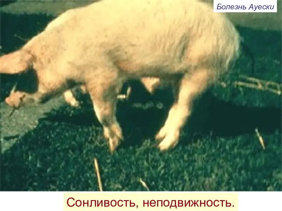 Болезнь ауески у животных. Возбудитель ауески свиней. возбудитель болезни ауески у животных. вирус болезни ауески свиньи.