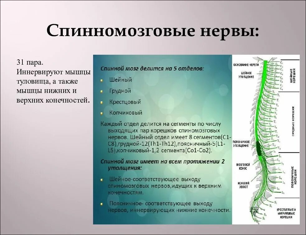 Функции шейного отдела. 31 Пар спинномозговые нервы. Спинномозговой нерв. Спинной мозг и спинномозговые нервы. Сегменты спинного мозга нервы.