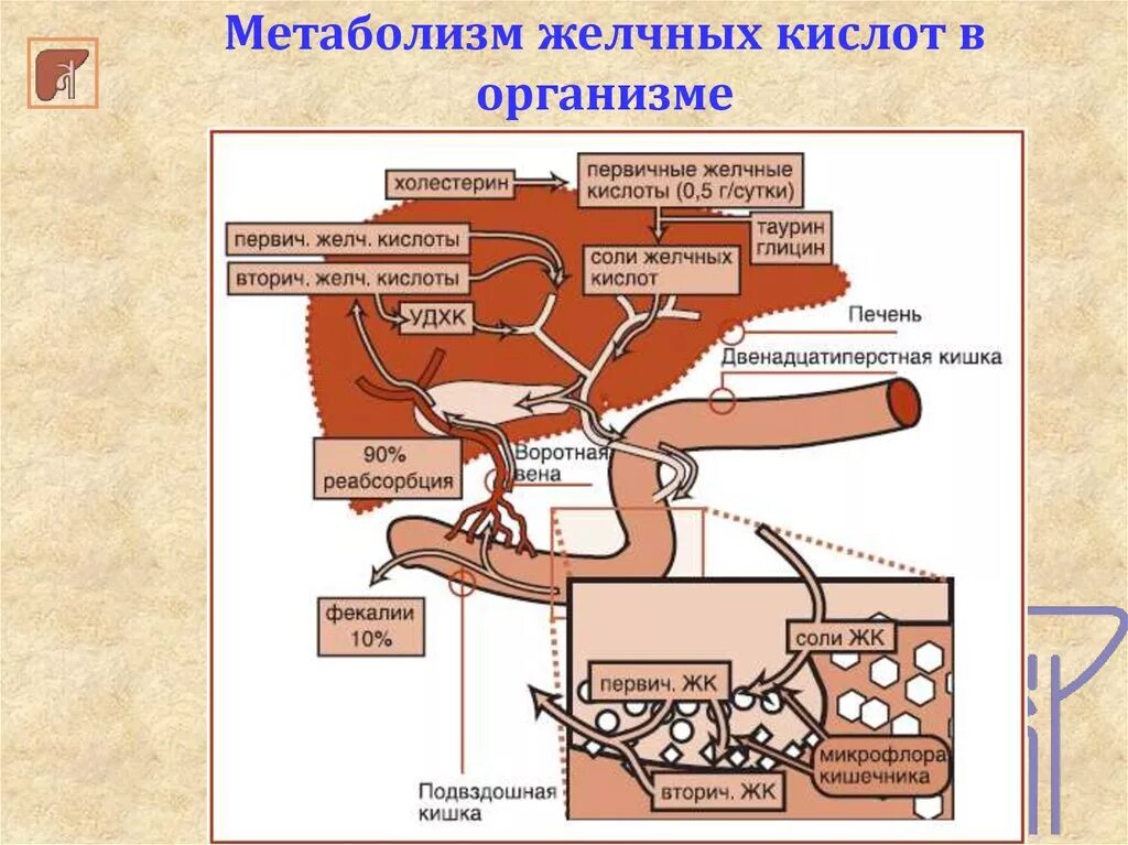 Энтерогепатическая циркуляция желчных кислот схема. Схема гепатоэнтеральной циркуляции желчных кислот.. Схема механизма образования желчи. Схема энтерогепатической циркуляции желчных кислот биохимия.