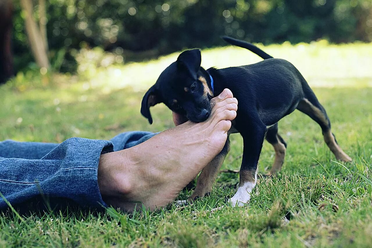 Animal bite