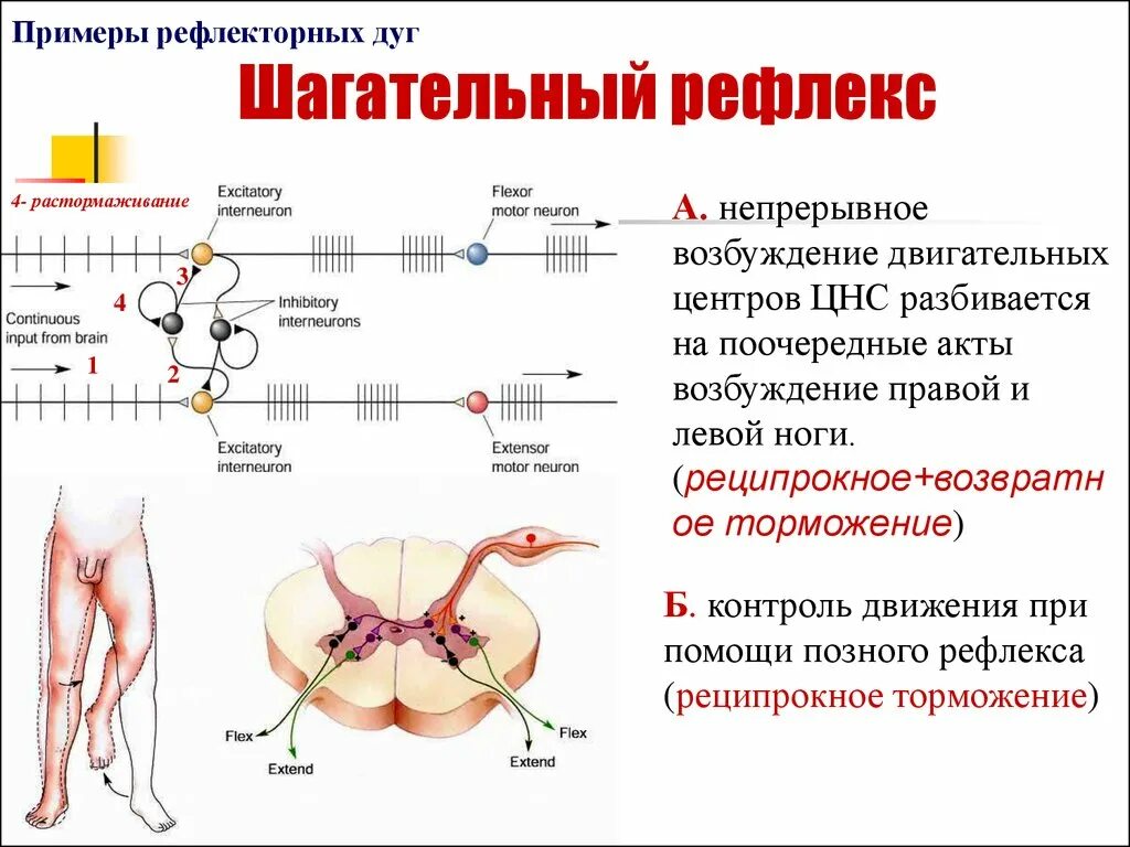 Как происходит рефлекс. Механизм шагательного рефлекса физиология. Швгвтеьный рефлекс физиология. Шагательный рефлекс физиология схема. Шагательный рефлекс рефлекторная дуга.