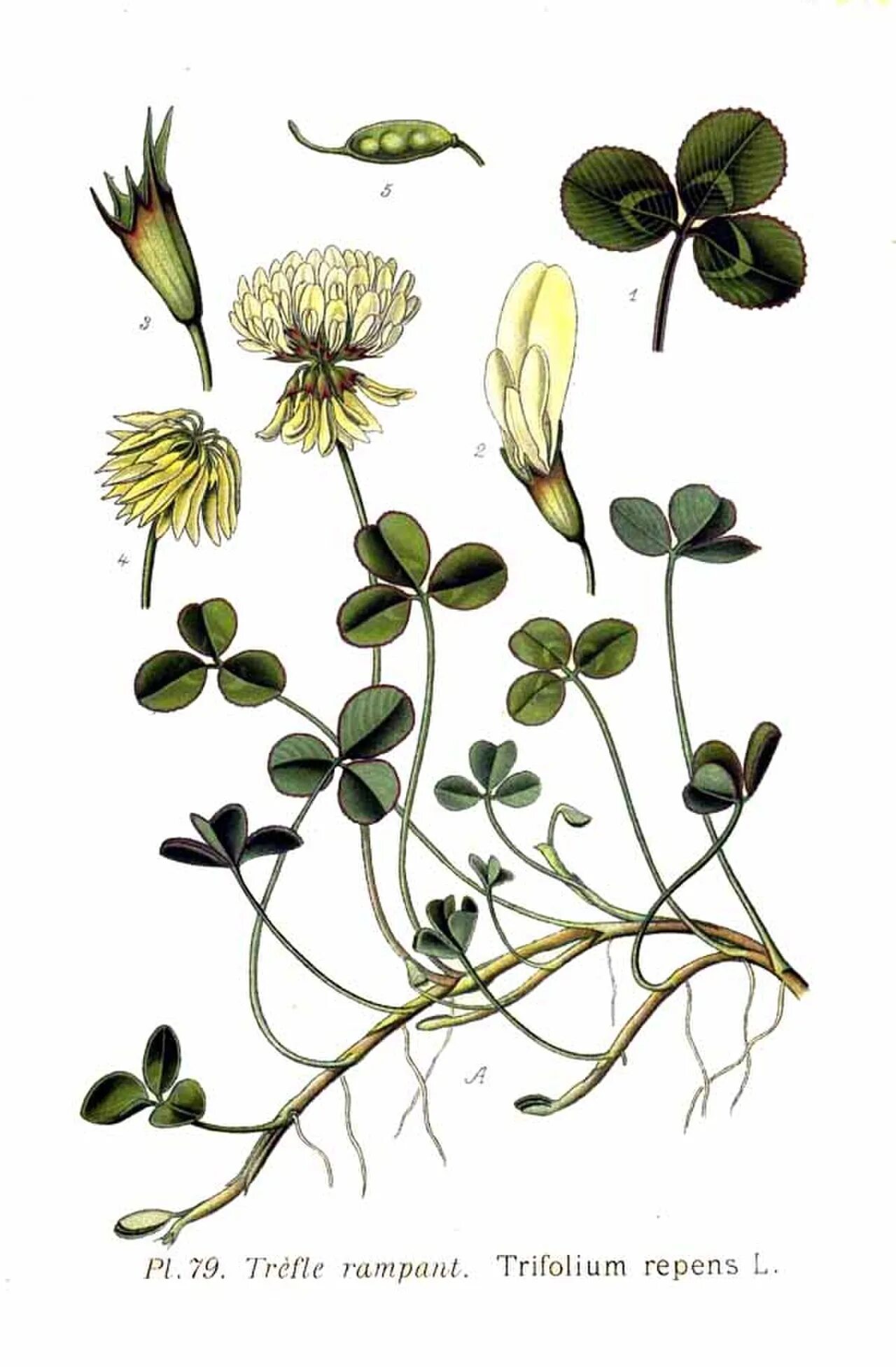 Клевер покрытосеменной. Клевер ползучий (Trifolium repens). Белый Клевер, Trifolium repens. Клевер белый ползучий плод. Клевер ползучий (Trifolium repens) «Атропурпуреа.