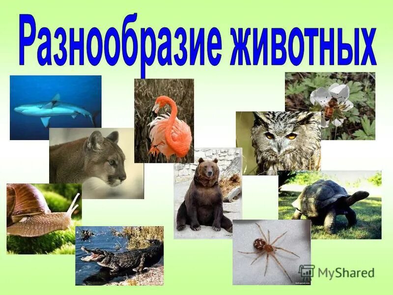 Многообразие животных. Разнообразие животных окружающий мир. Разнообразие животных 3. Многообразие животных звери.