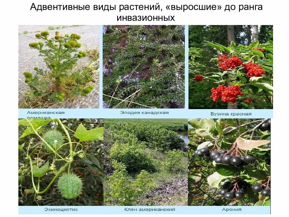 Найди ошибку растения растут. Адвентивные растения. инвазионные виды растений. инвазивные растения примеры. адвентивные и инвазивные виды.