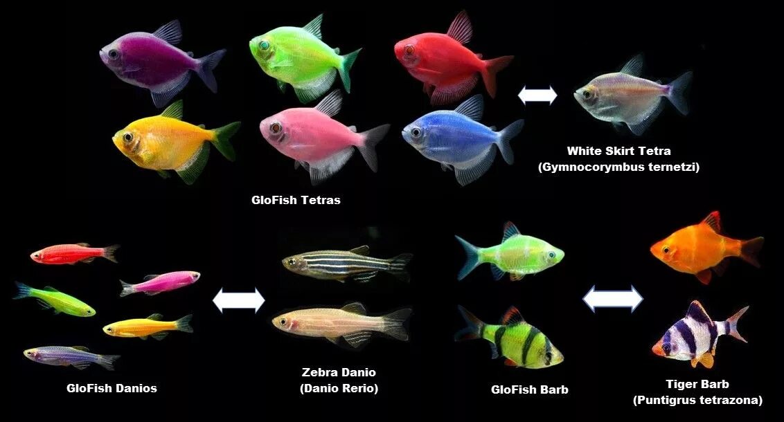 Аквариумные рыбки Тернеция глофиш. Флуоресцентные рыбки Glofish. Данио глофиш Тернеция. Рыбки данио глофиш.