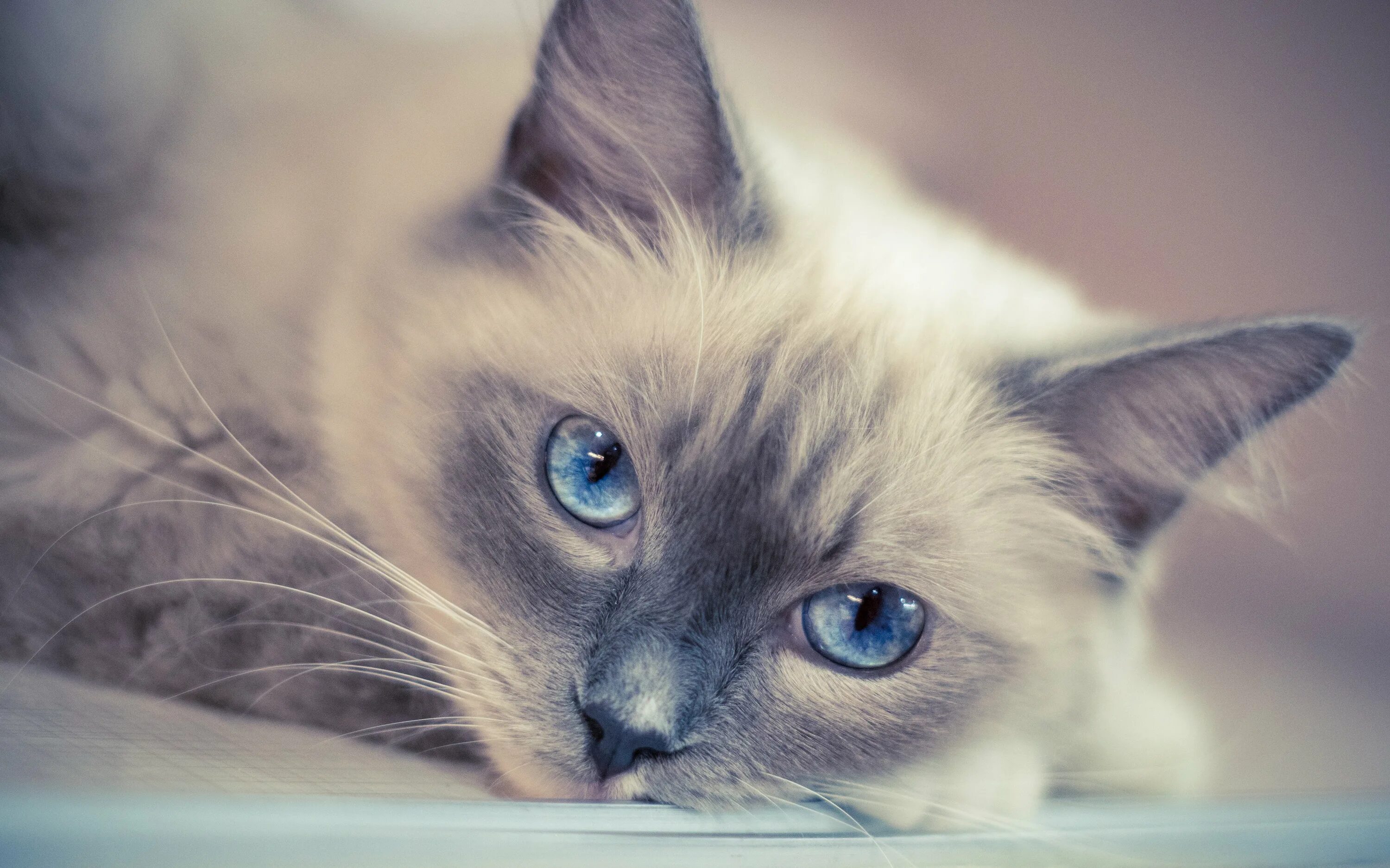 Обои на телефон красивых котиков. Кошка Рэгдолл голубоглазый. Кошка с голубыми глазами. Кошки с глупыми глазами. Красивый кот.