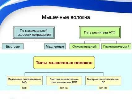 Разные типы мышечных волокон