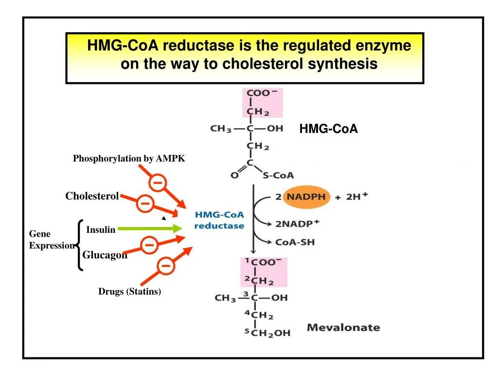 HMG COA reductase. HMG-COA. Редуктазы примеры. Омг COA редуктаза.