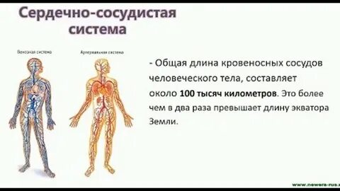 Длина сосудов человека