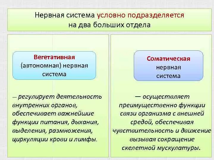 Функции нервной системы. Отделы нервной системы.. Функциональная нервная система подразделяется на. Функционально нервная система подразделяется на:. По функции вся нервная система подразделяется на.