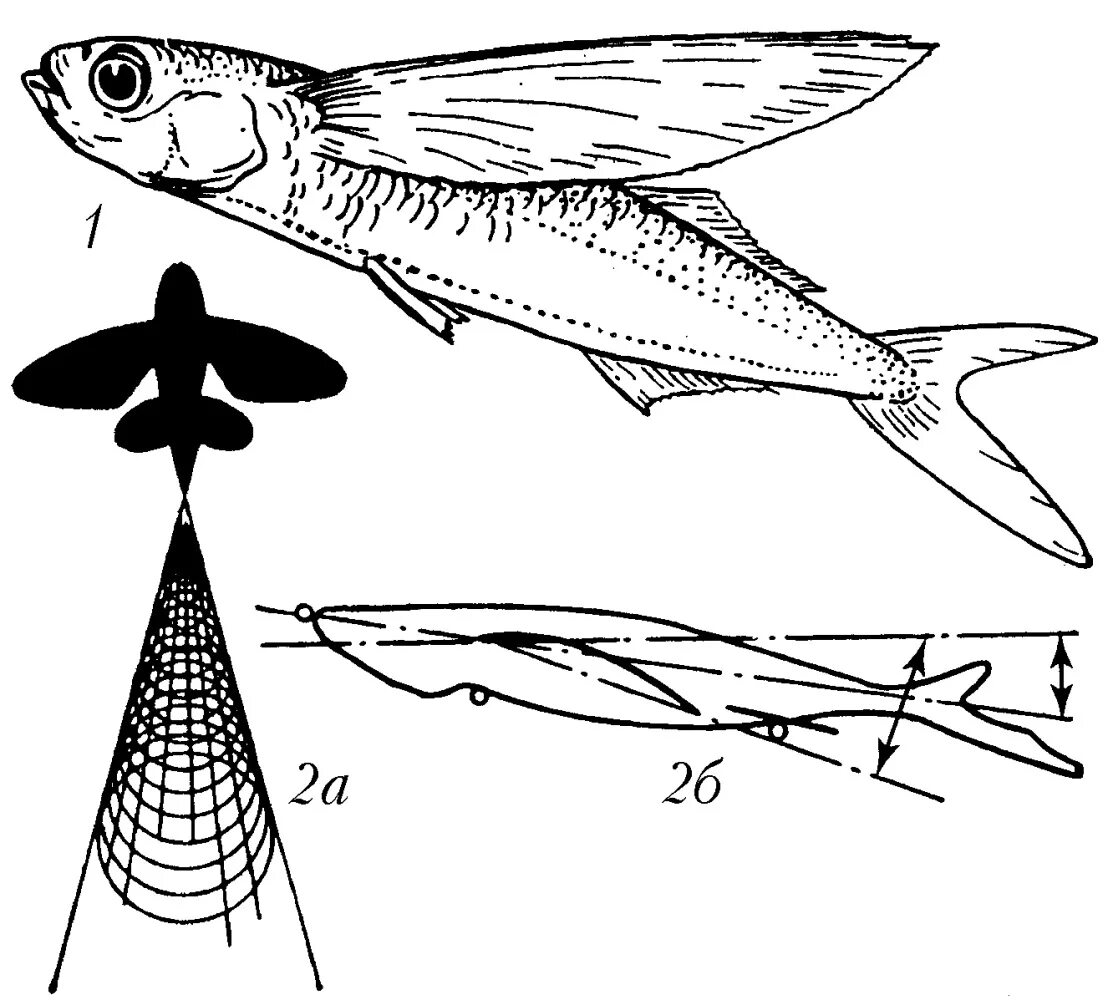 Летучая рыба строение. Летающая рыба. Семейство летучих рыб. Летучая рыба строение крыла.