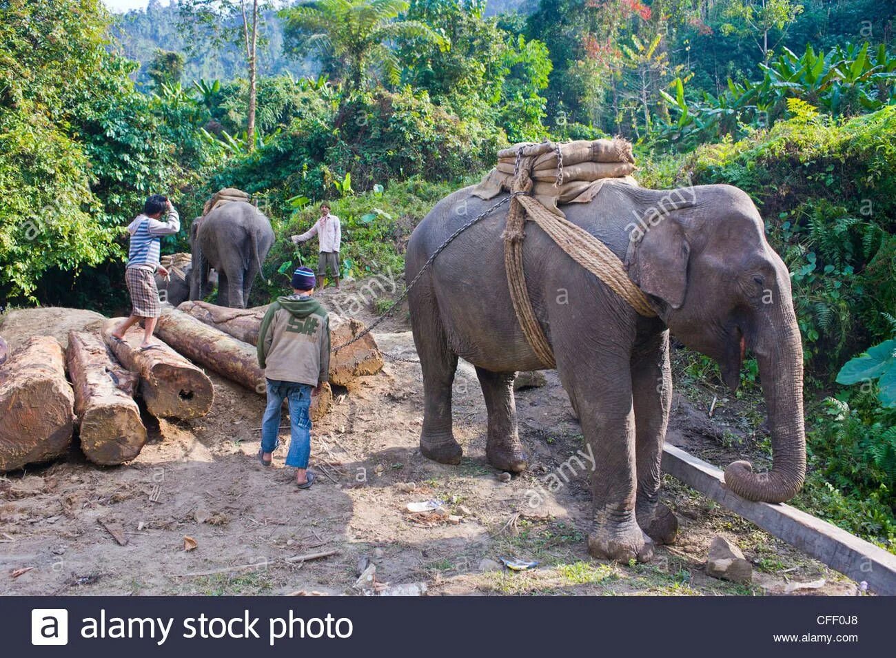 Indian Elephant carrying a log. Elephants work and Elephants Play. Работа на слонах на экскаваторе.