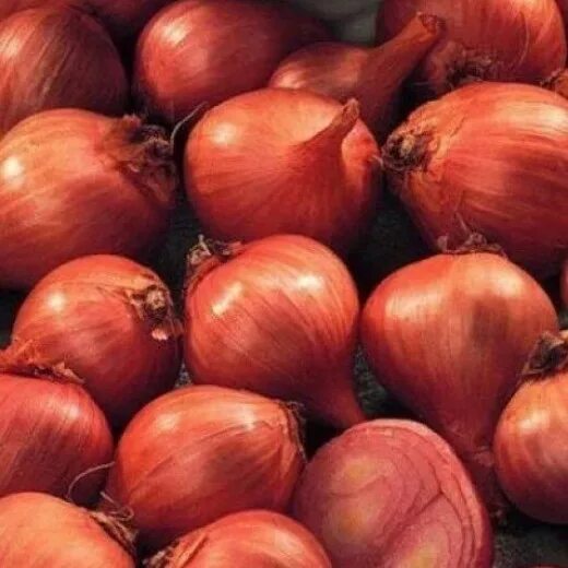 Harvested Onions jigsaw puzzle in Fruits & Veggies puzzles on TheJigsawPuzzles.c