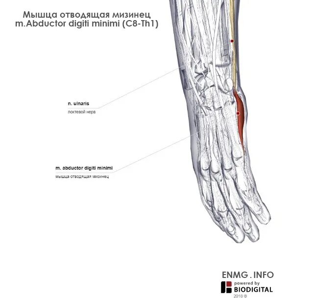Мышца сгибателя миитзинца стопы. Мышца приводящая мизинец кисти. Мышцы мизинца. Мышца отводящая мизинец. Мышца отводящая мизинец.