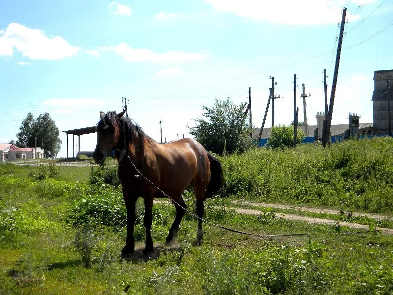 Курская область Беловский район село Кривицкие буды. Село Песчаное Курская область Беловский район. Беловский район Степное. Коновалово Беловский район.