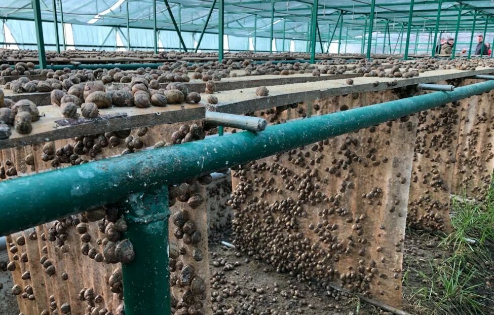 Улиточная ферма калязин. Улиточья ферма. Пискалы ферма улиток. Ферма виноградных улиток. Улиточная ферма ратов экскурсия.