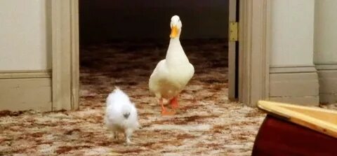 Друзья утка