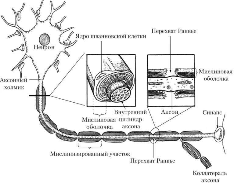Включает несколько слоев нейронов. Схема миелинизированного нервного волокна. Схема строения миелинизированного нервного волокна.. Схема строения миелиновой оболочки. Перехват Ранвье строение.
