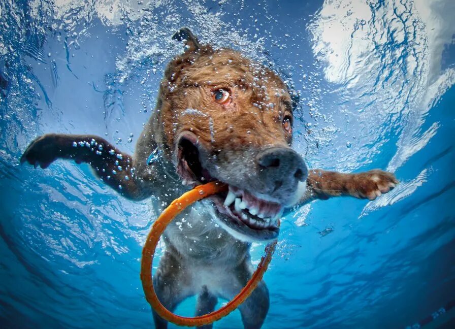 Учи рыбу плавать а собаку лаять. Сет Кастил. Собака в воде. Животные под водой. Смешные животные в воде.