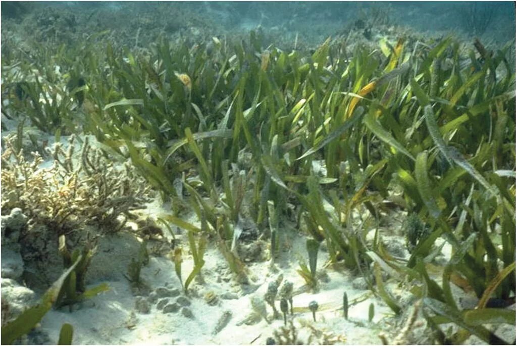Флорида водоросли. Черепашья трава в море. Thalassia testudinum. Рефугиум остров.