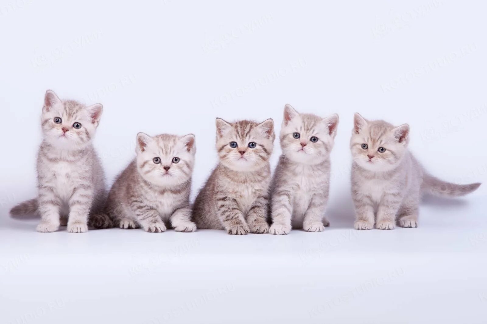 Шесть котят. Пять котят фото. Домашние котята. Котята 5 штук. Котята 5 штук.