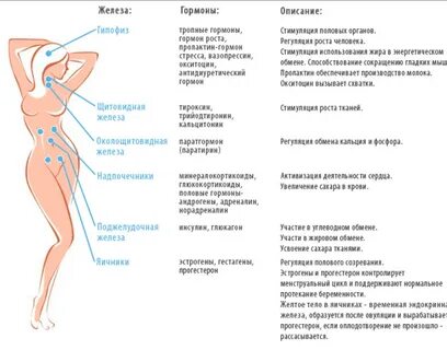 Работа кишечника человека: показатель стула (много фото) - dizainmix.ru